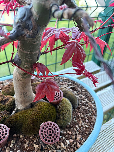 Evo greffe (3)