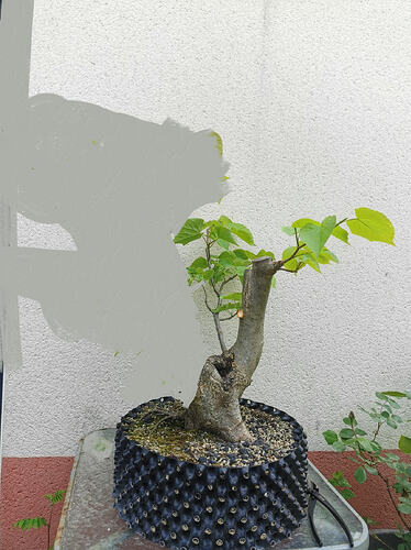 Projettillia2 (20260502071243)