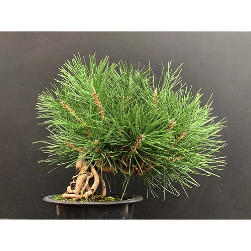 bonsai-pinus-thunbergii-pino-negro-japones-19270-5 (7)