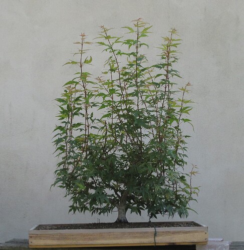 acer palmatum beni tsukasa 2019 07 24 001