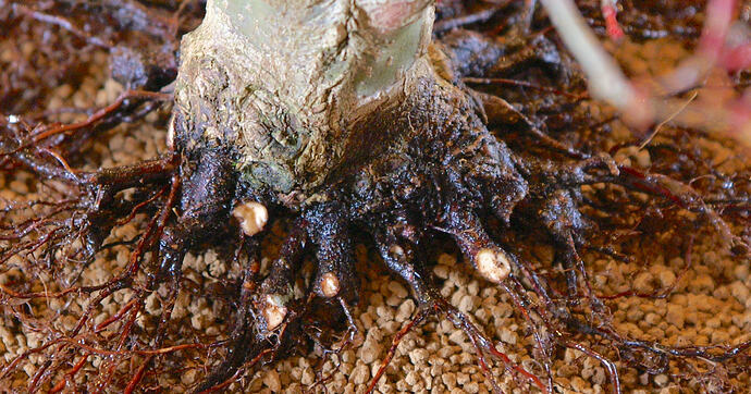 racines face arrière GP