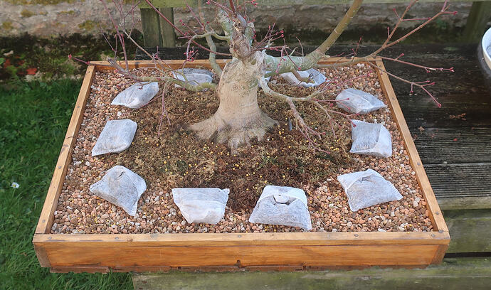 acer palmatum beni tsukasa 2026 02 25 (11)