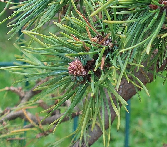 pin sylvestre lettré 2023 10 05 (2)