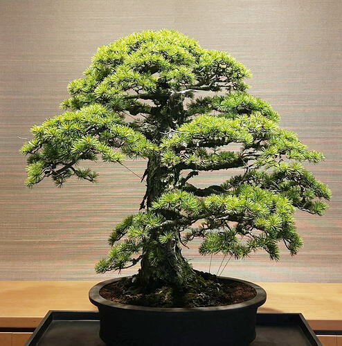 pinus pentaphylla chokkan2