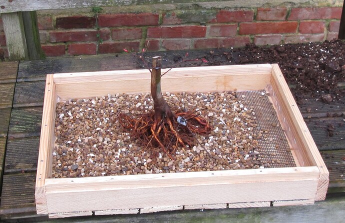 acer palmatum deshojo 2019 03 05 009