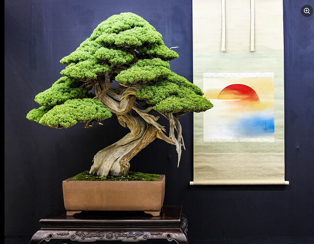 juniperus chinensis Taikenten