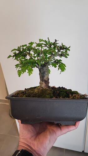 20250419_164812_resized