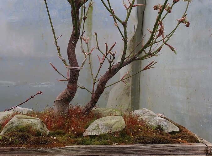 acer palmatum koto no ito 2025 03 21 (2)