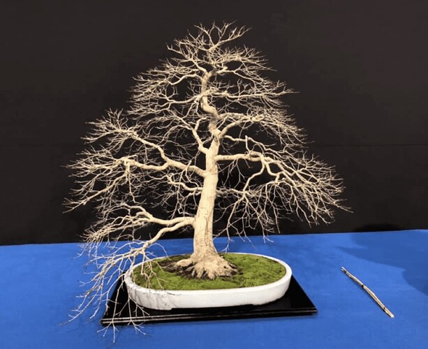 acer palmatum Vallejo from Fuyo-en