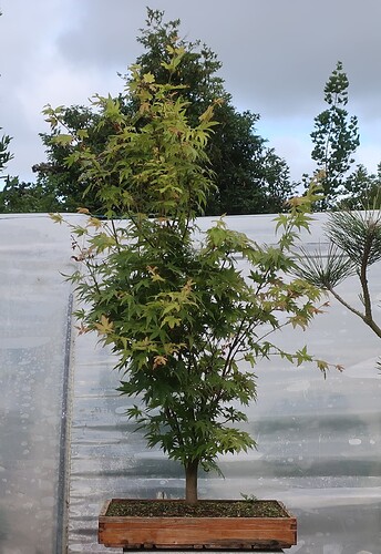 acer palmatum senkaki 2025 07 07 (1)