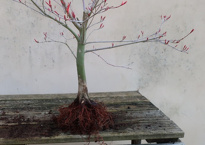 acer palmatum deshojo 2022 03 24 (7)