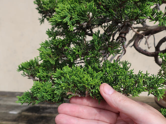 juniperus sabina Twist 2024 07 11 (12)