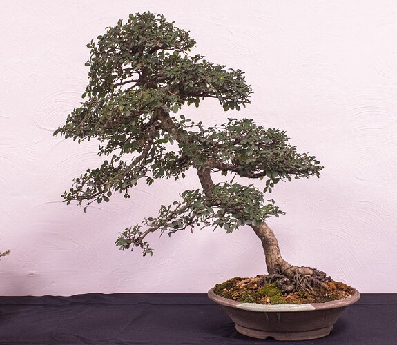 IMGP2965