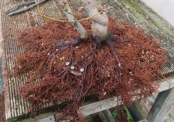 acer palmatum koto no ito 2026 02 23 (7)