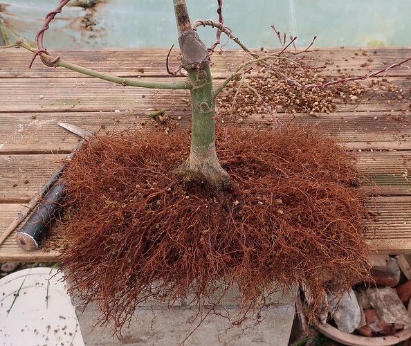 acer palmatum deshojo 2024 02  22 (2)