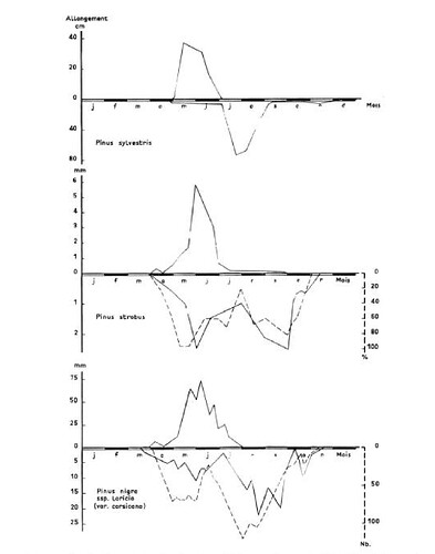 _croissance pin sylvestre2