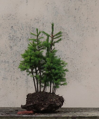picea glehnii 2025 06 10 (7)