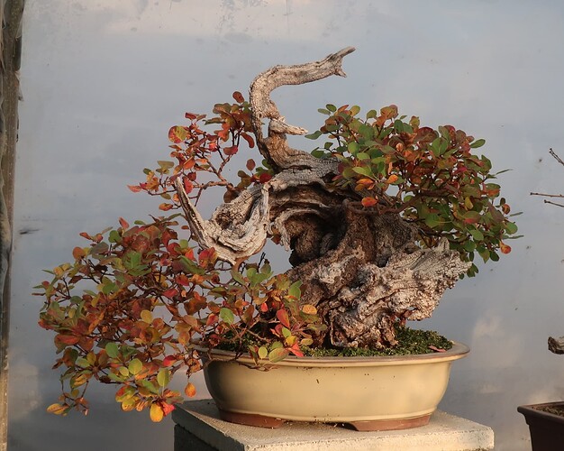 2025 10 16 Cotinus coggygria