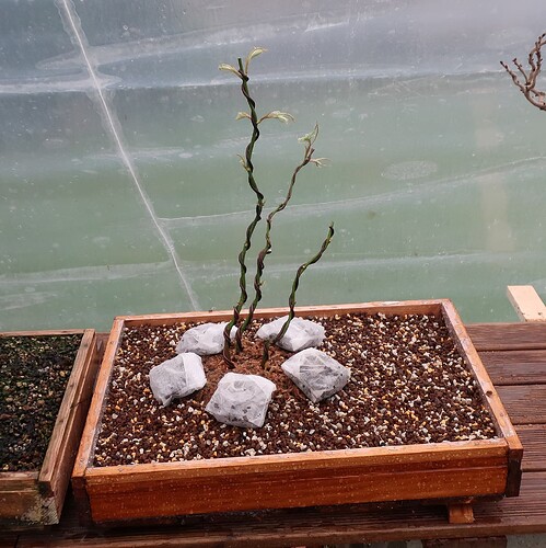 acer palmatum koto no ito 2020 03 09 009