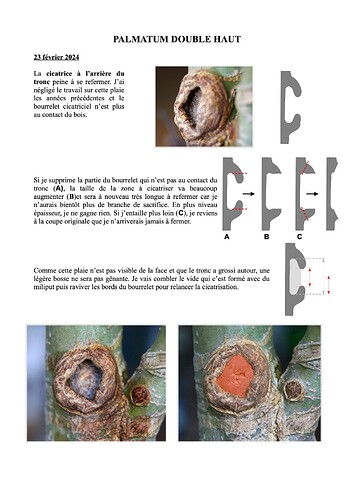 20240223 cicatrice arrière 1