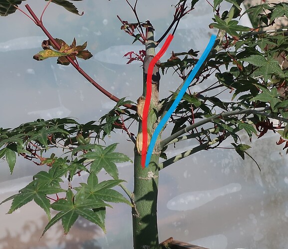acer palmatum deshojo 2022 08 30 (2virt)