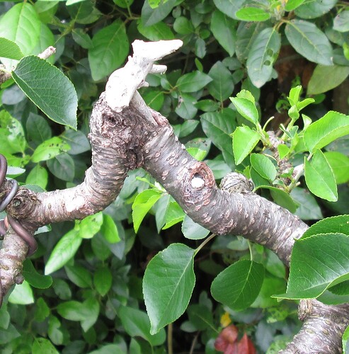 ste lucie 2018 05 30 003