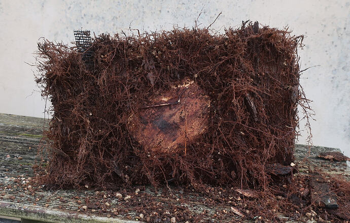 acer palmatum koto no ito 2026 02 23 (4)