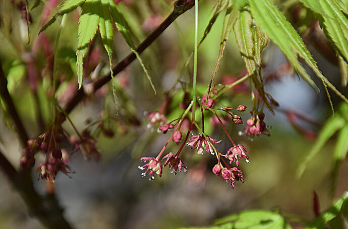 fleurs acer 1