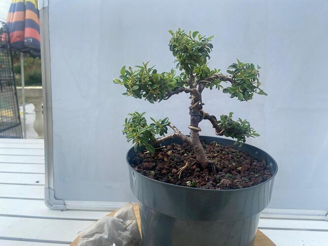 cotoneaster