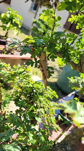 20250808_112311_resized_1
