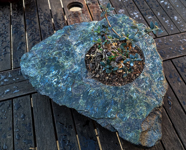 olivier serpentine  (1 sur 2)