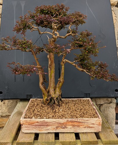 PXL_20250221_113511346