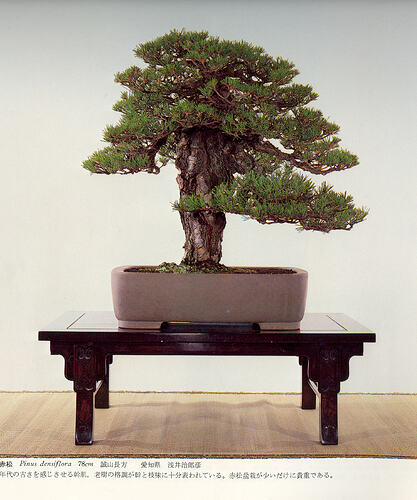pinus densiflora1 kokufu54 (1980)