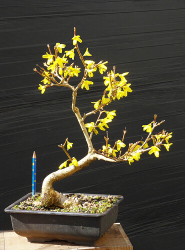 FORSYTHIA_fleurs_N1b