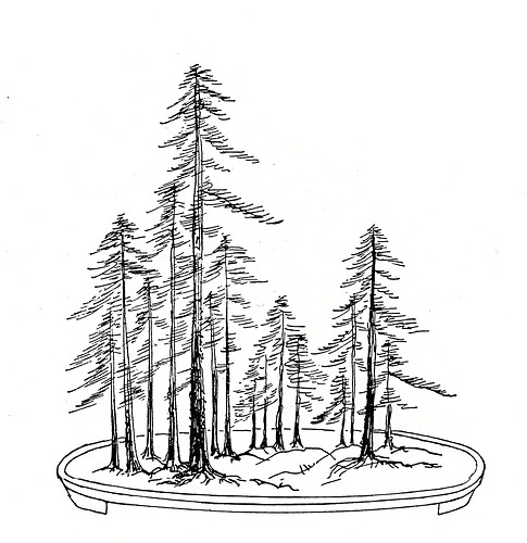 foret dessin