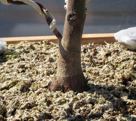 acer palmatum beni tsukasa 2018 04 19 002