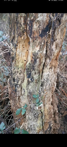 Screenshot_20260204_142210_com.huawei.himovie.overseas