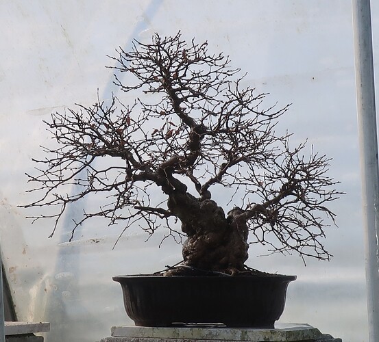 carpinus coreana 2025 03 13 (13)
