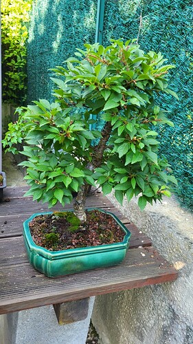 20250622_094019_resized