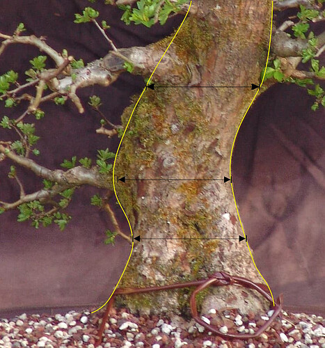 Aubépine patience TRONC 1-1