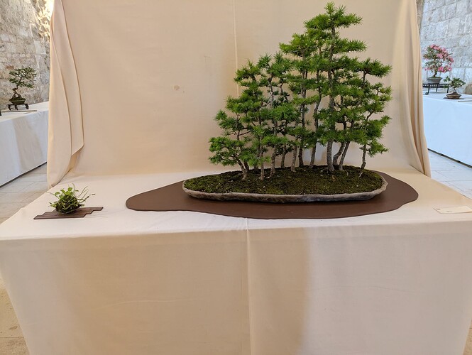 PXL_20250524_153135998.MP