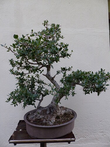 phillyrea latifolia 1 (Copier)