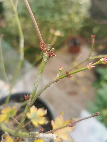 17622459683762783396663564993580