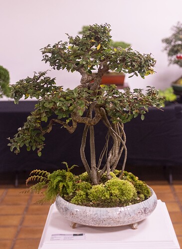 IMGP2975
