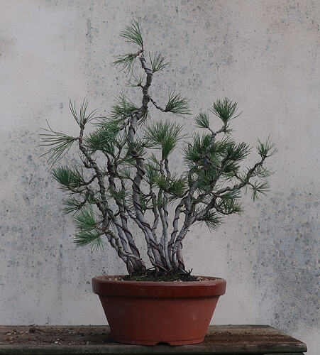 pin flexible 2026 03 04 (12)