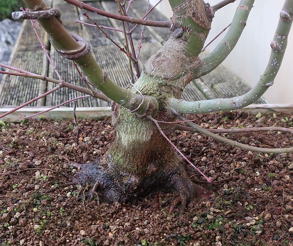 acer palmatum beni chidori 2025 02 21 (4)
