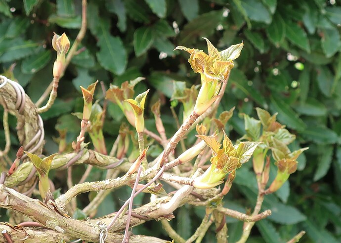 hydrangea petiolaris cordifolia 2025 03 12 (2)