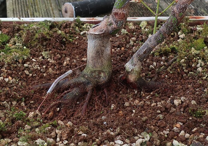 acer palmatum koto no ito 2024 02 27 (2)