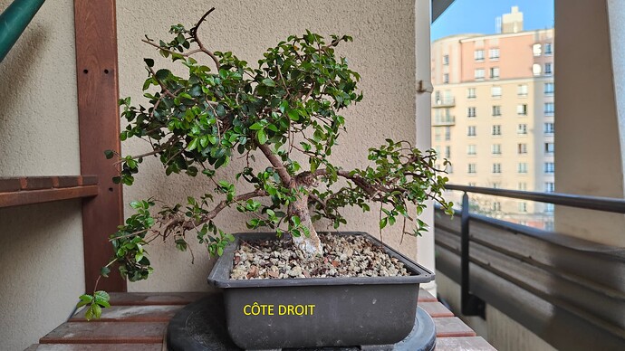 Côté droit