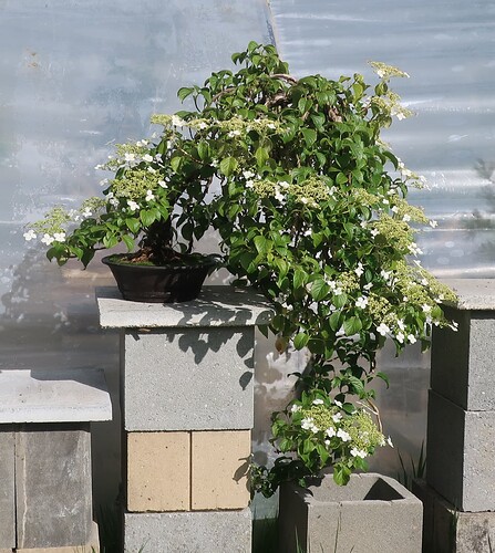 hydrangea petiolaris cordifolia 2025 05 15 (3)